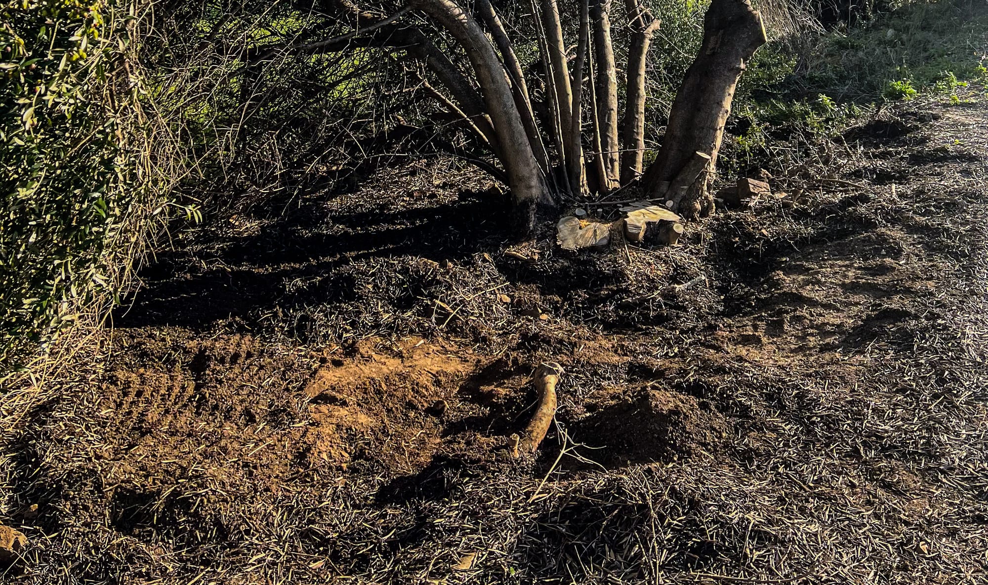 Tree bones found at Strathalbyn