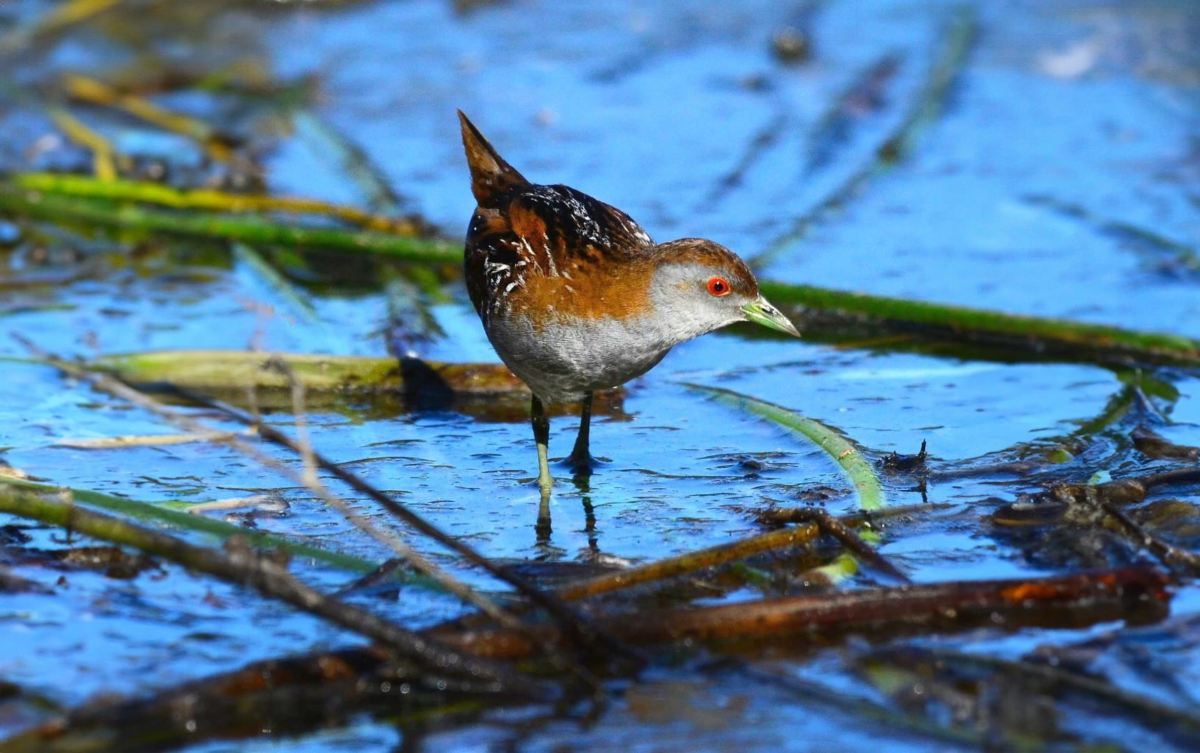 Council responds to biodiversity act