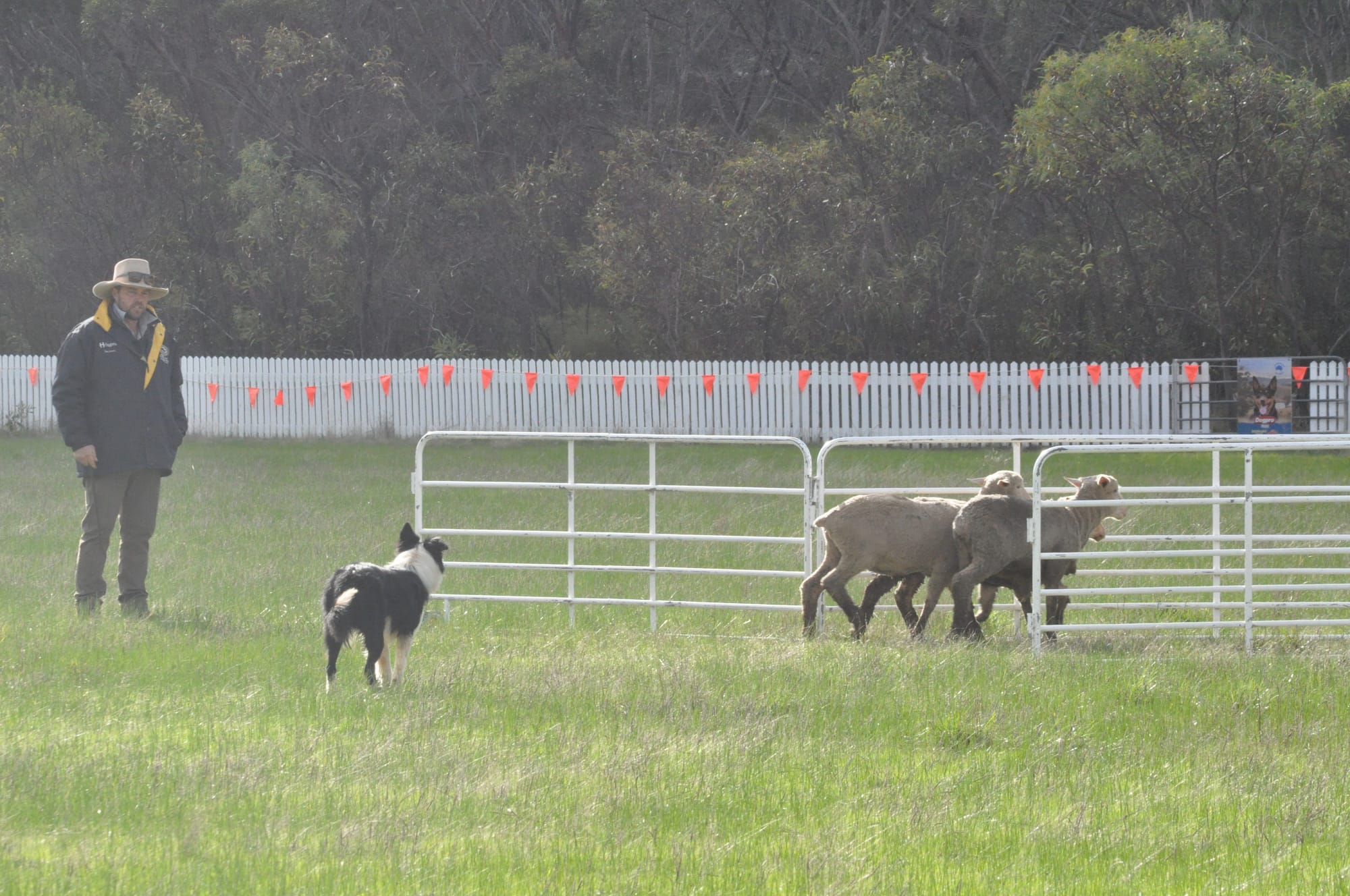 Just another day at the pawfice