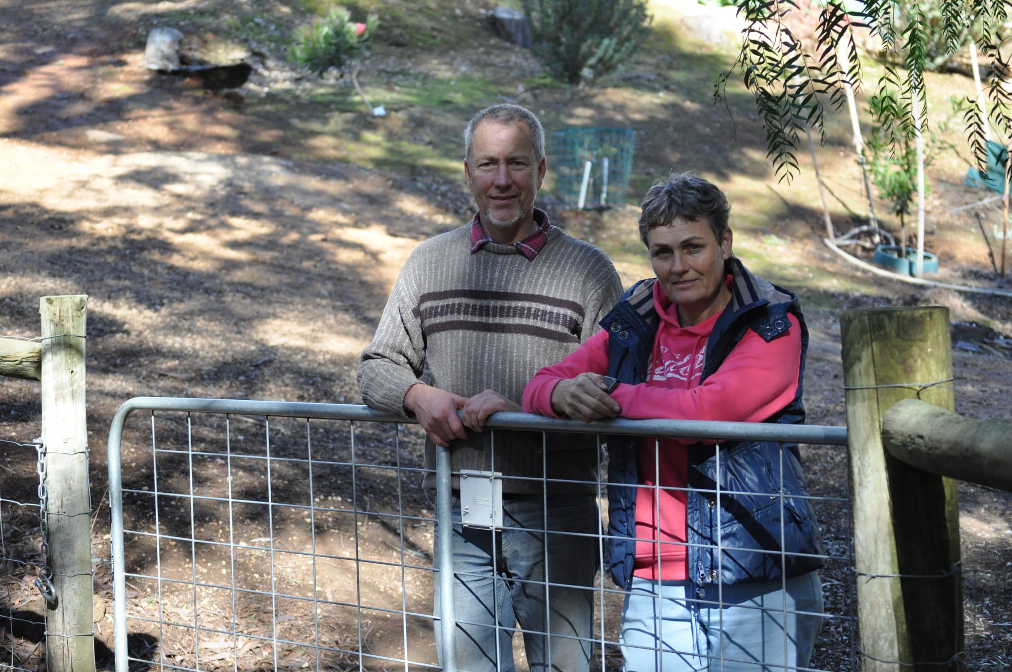 Belted Galloways find a home at McHarg Creek