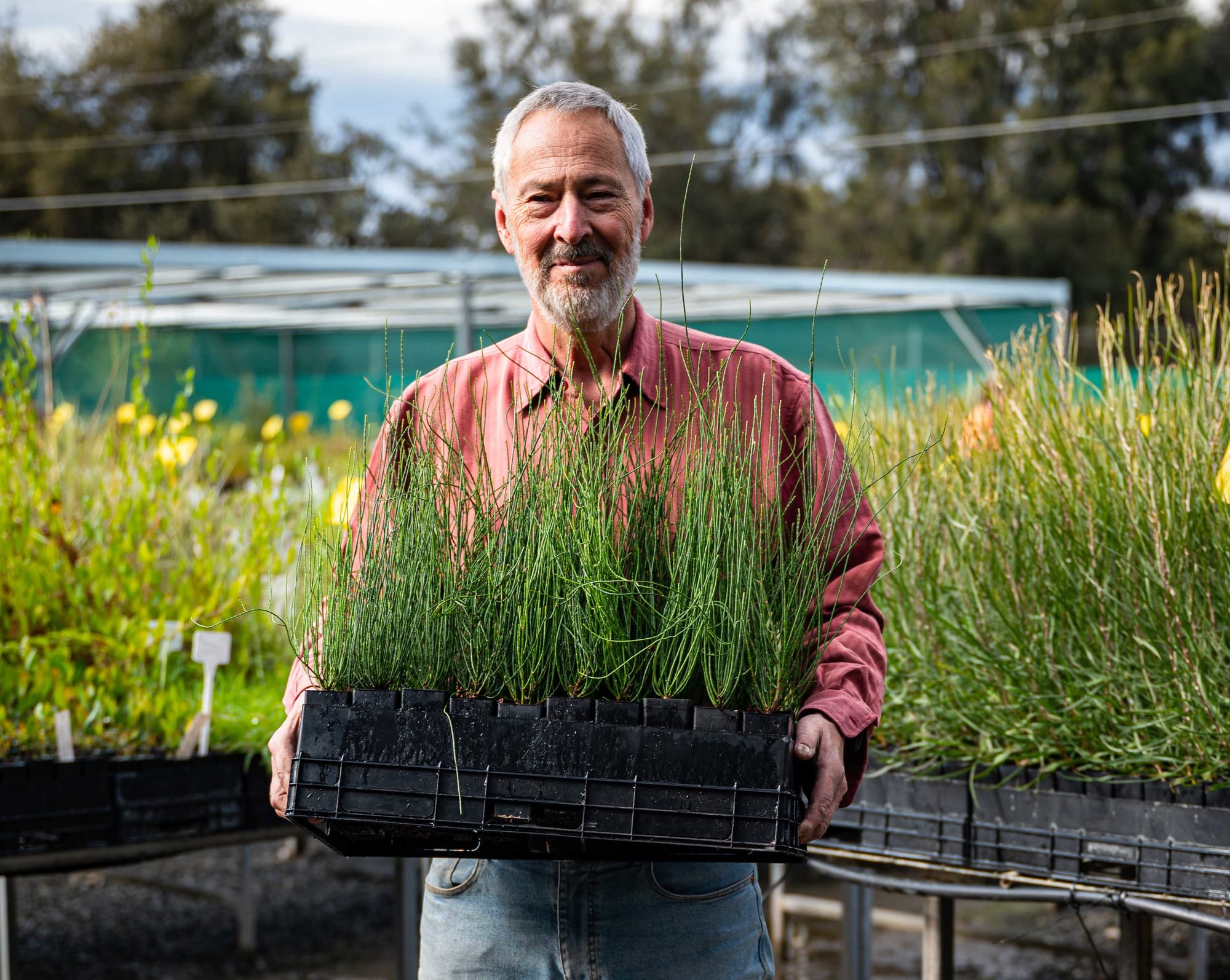 Tree Scheme makes dreams come true