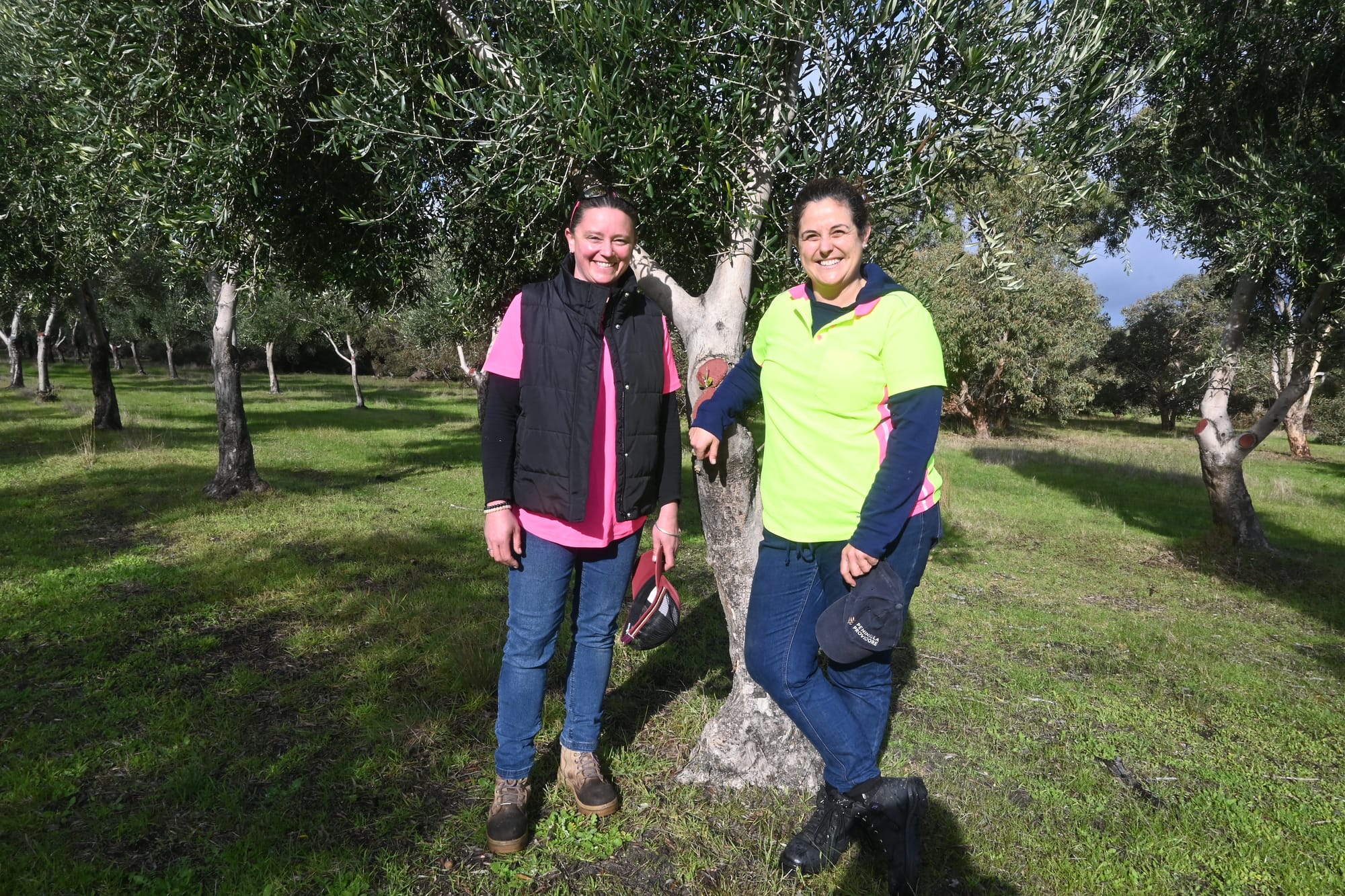 ‘FRESHLY SQUEEZED’: That’s a wrap on olive oil season