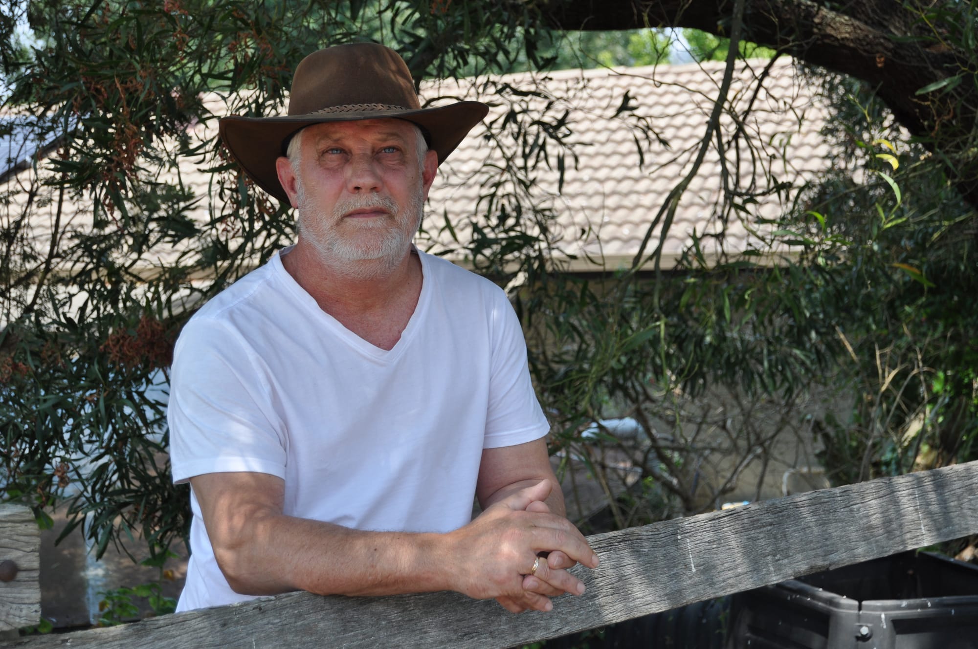 Dry conditions to boost corella numbers