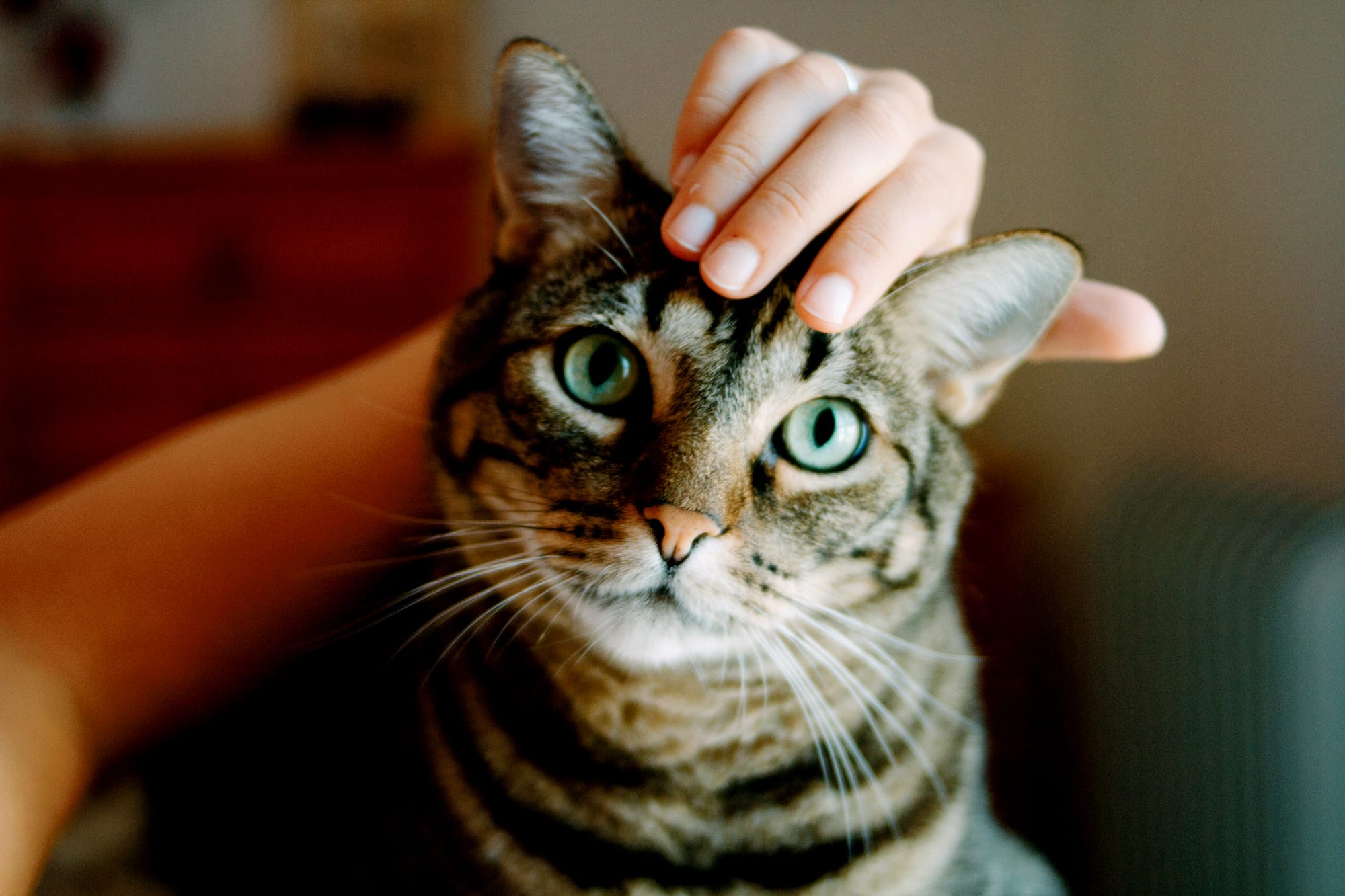 CLAW-ENFORCEMENT: Alexandrina Council endorses draft cat by-law