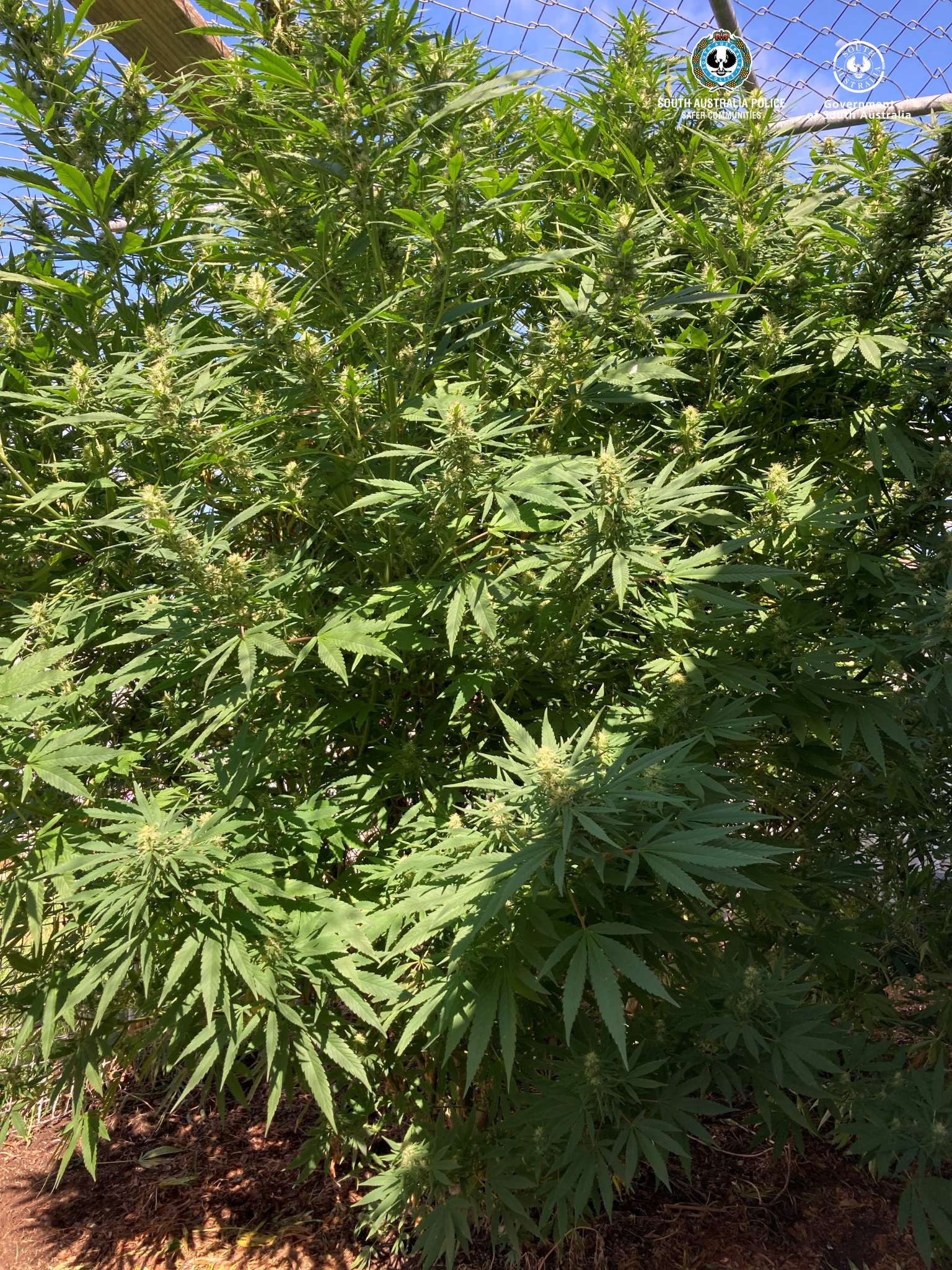 Murray Bridge man reported for cannabis following tip-off from the public