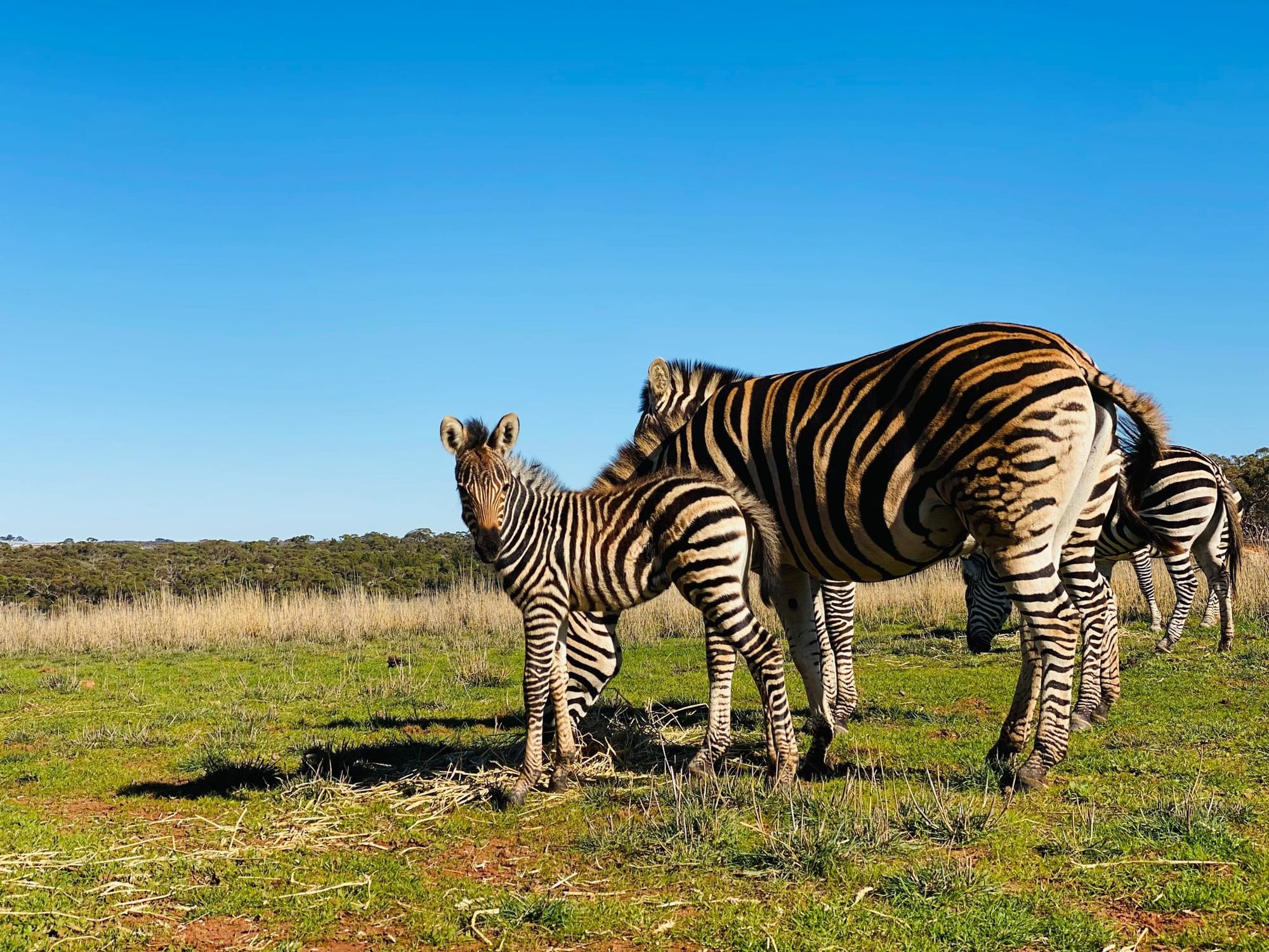 BABY BOOM: Monarto Safari Park’s newest residents