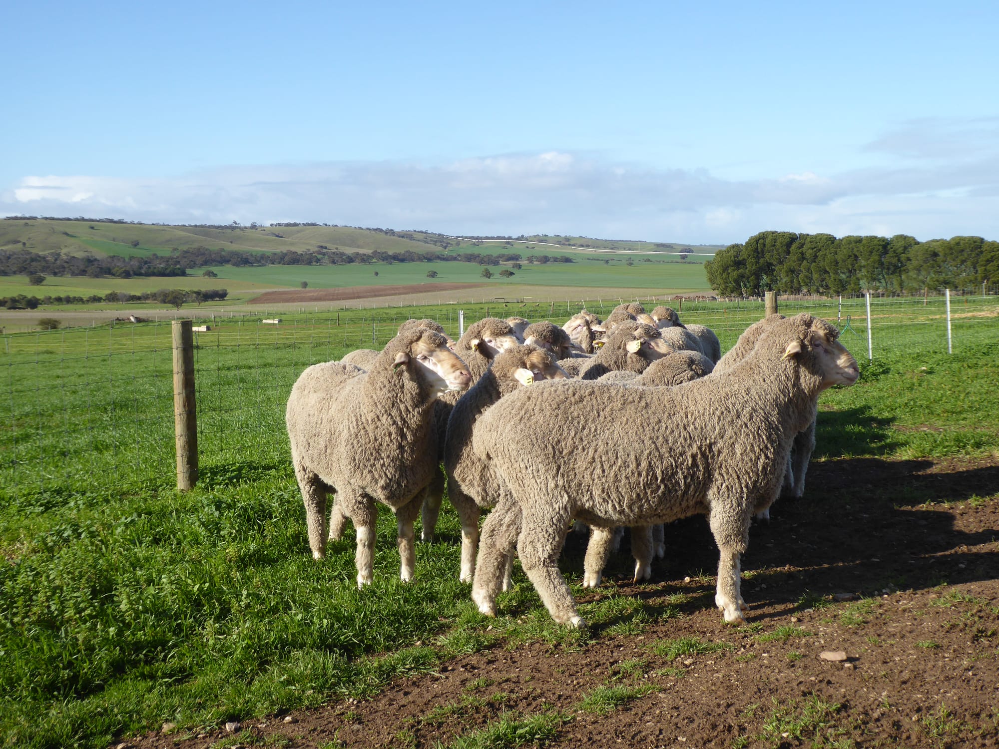 Buyers set to flock to Lucernbrae ram sale to grab a baa-gain