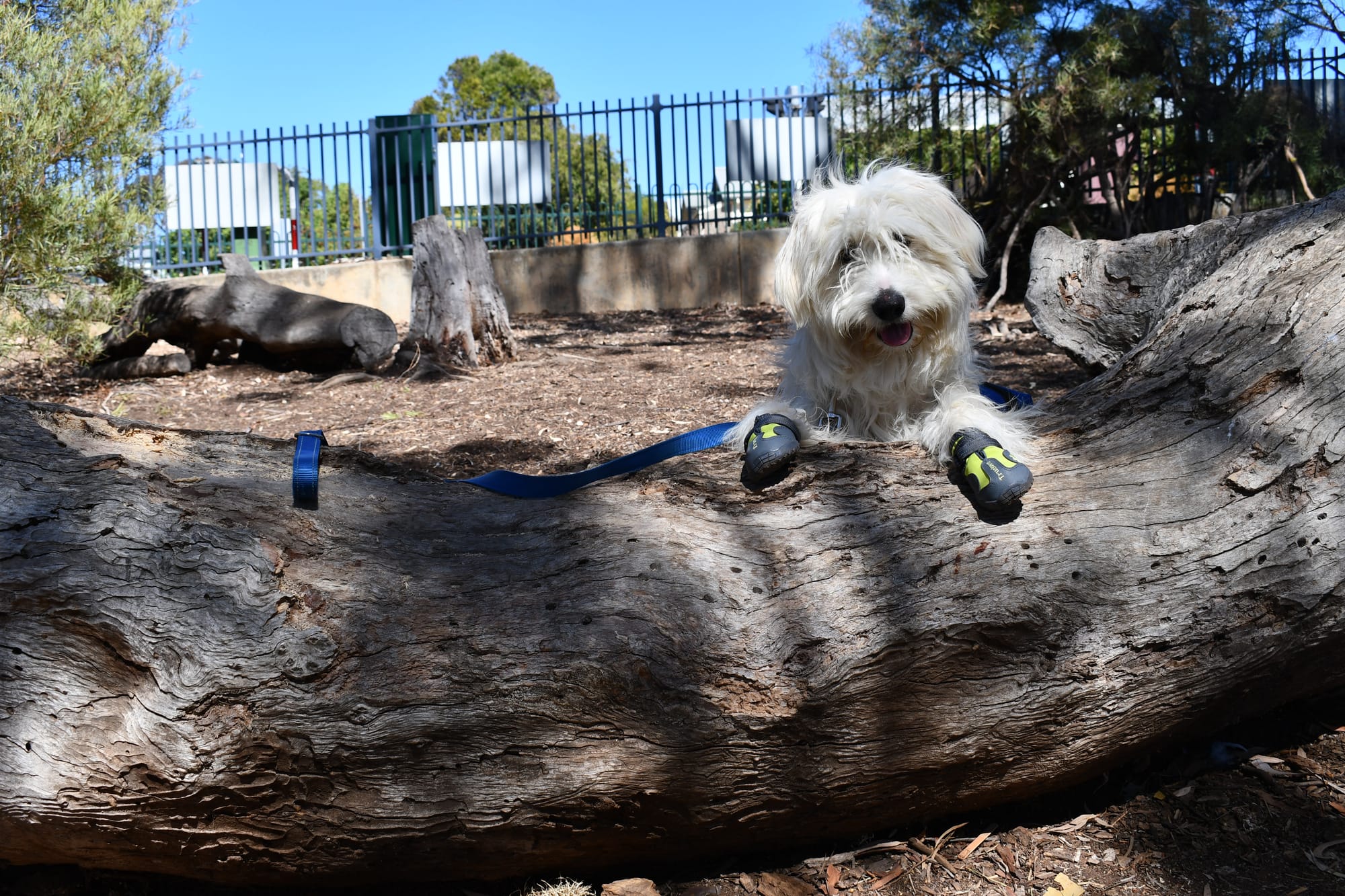 Three new friends arrive at Eastern Fleurieu