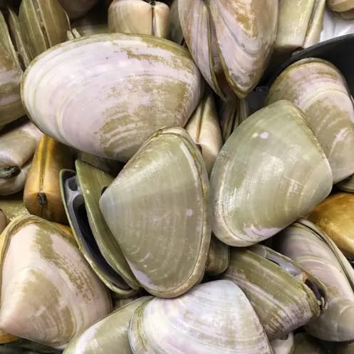 Washed up pipis at Goolwa Beach