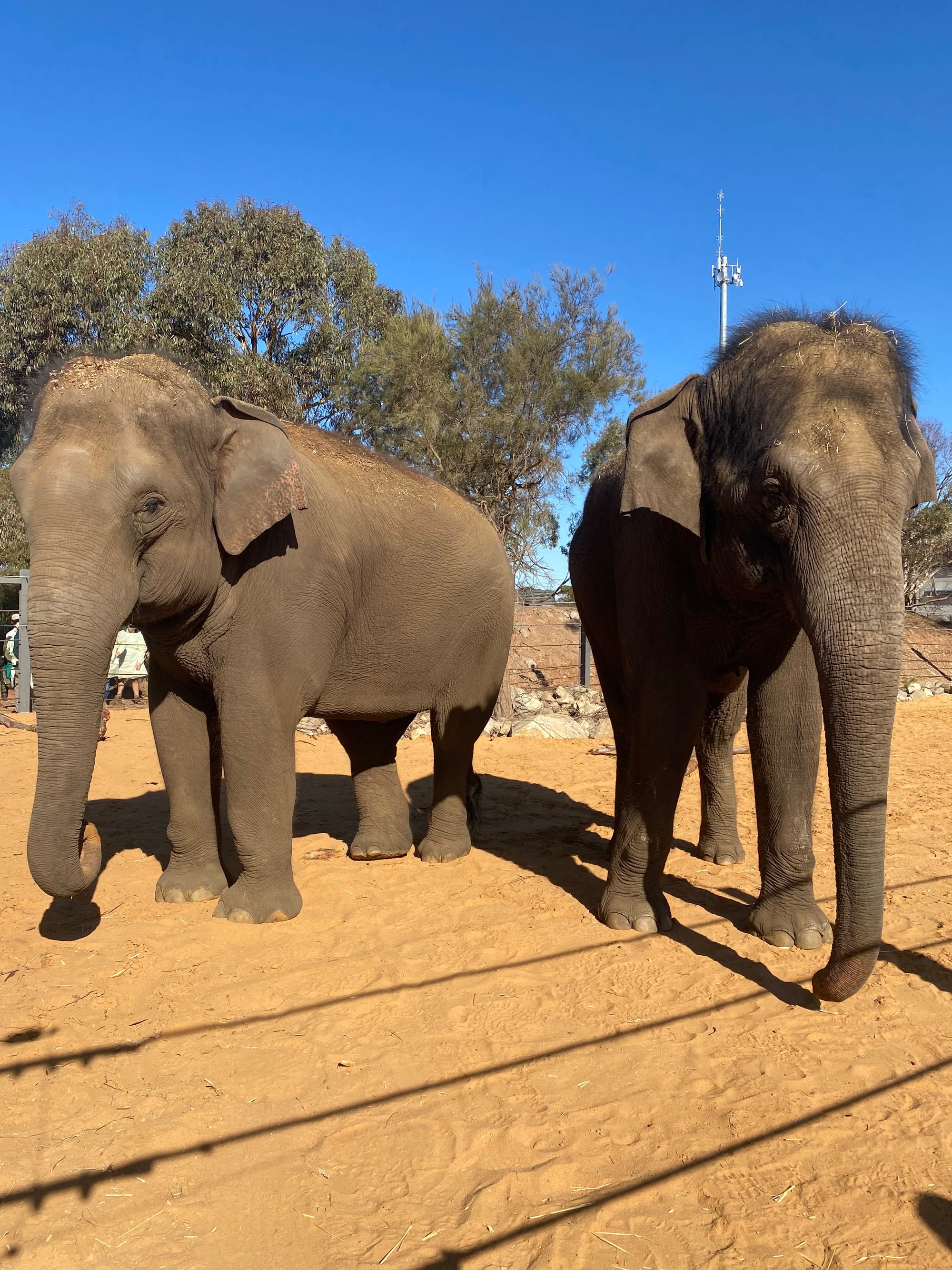 Female herd complete at Monarto Safari Park