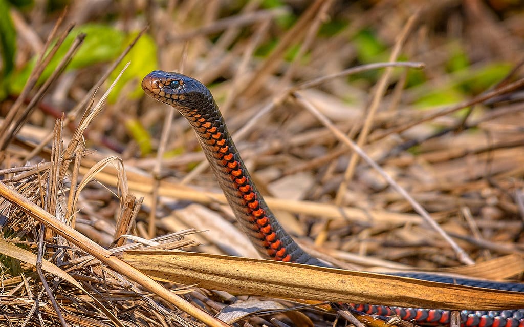 RESIDENTS BEWARE: Spring brings ssstart of snake season