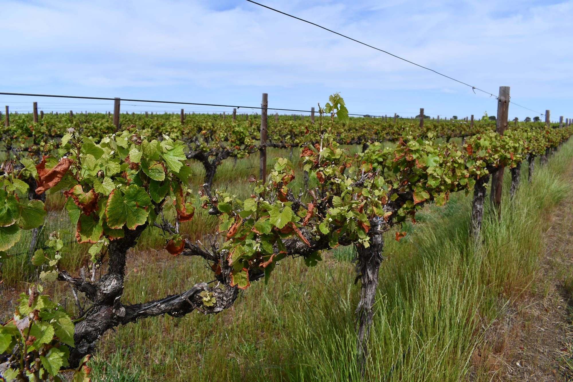 New technology deployed to help Langhorne Creek’s growers