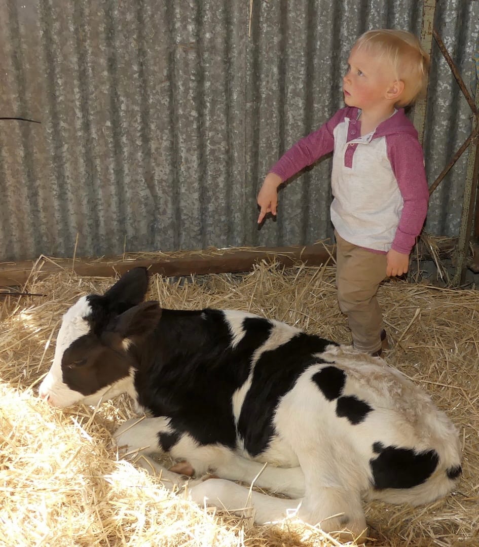 Port Elliot Show finally a goer after wet grounds cancellation