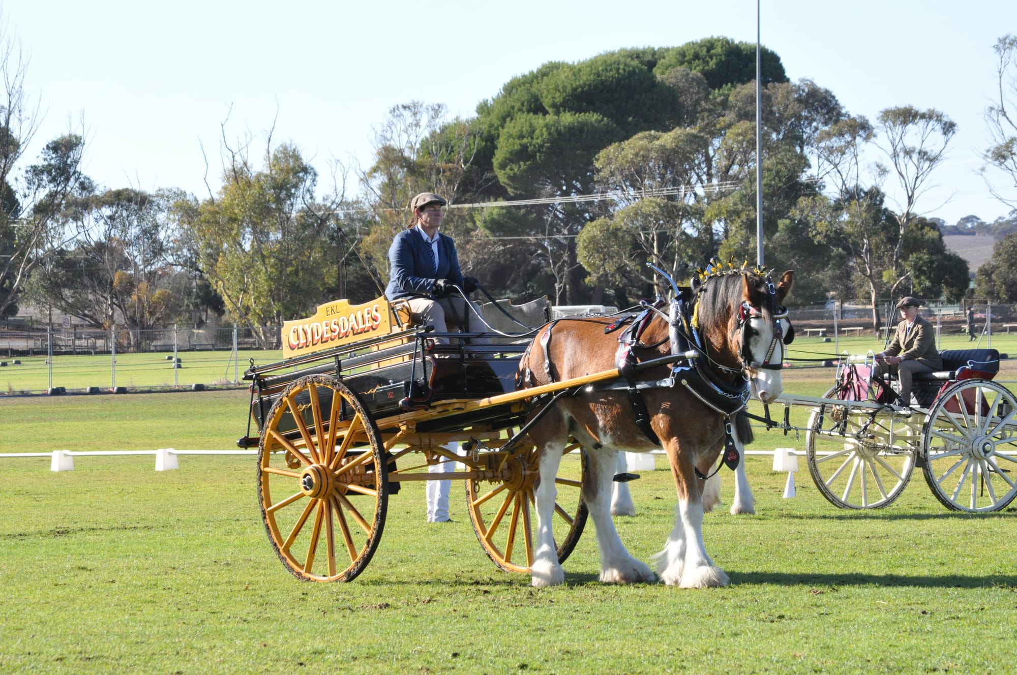Heavy Horse Festival delights Strathalbyn