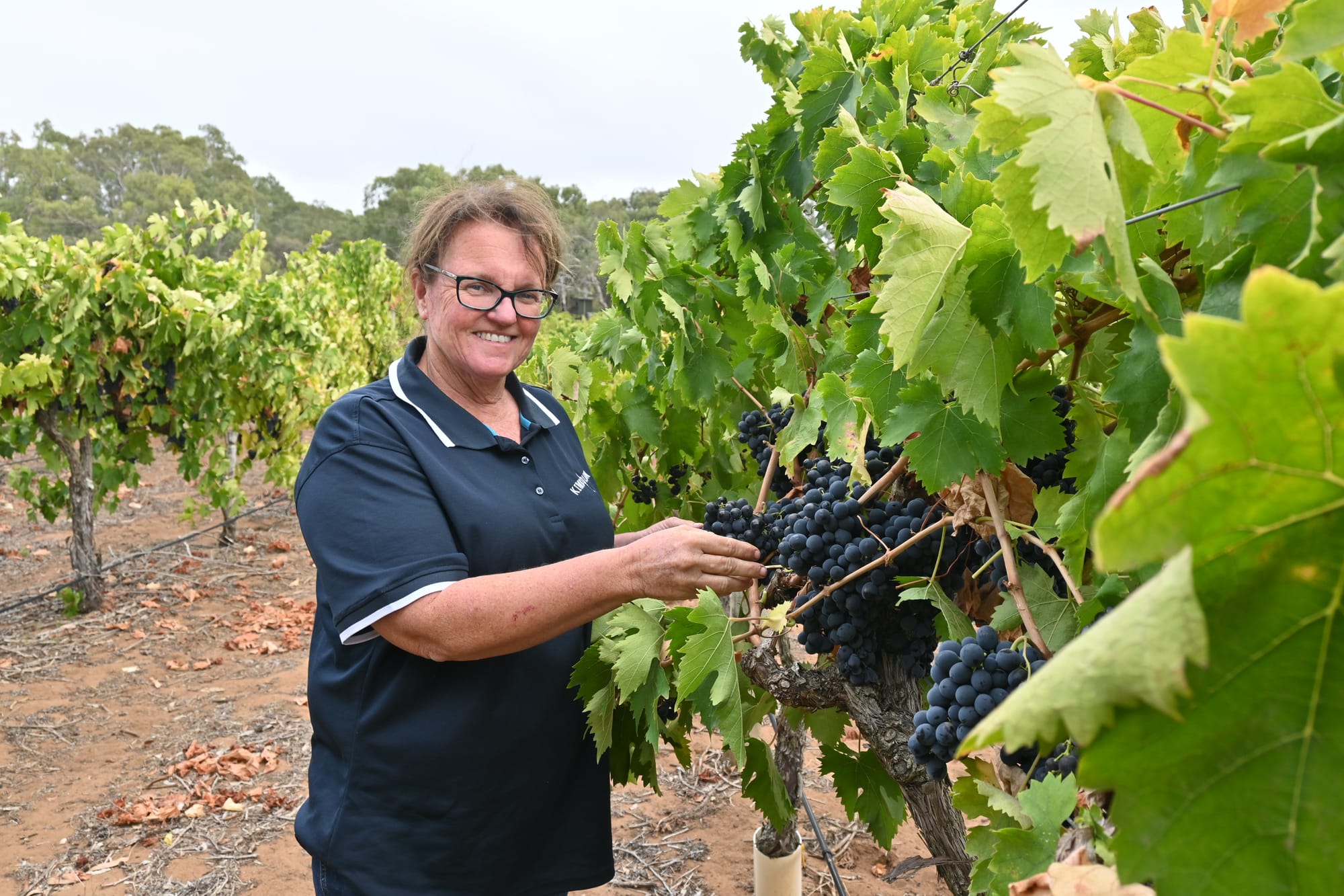 GRAPE NEWS: Langhorne Creek records end of one of its earliest vintages...