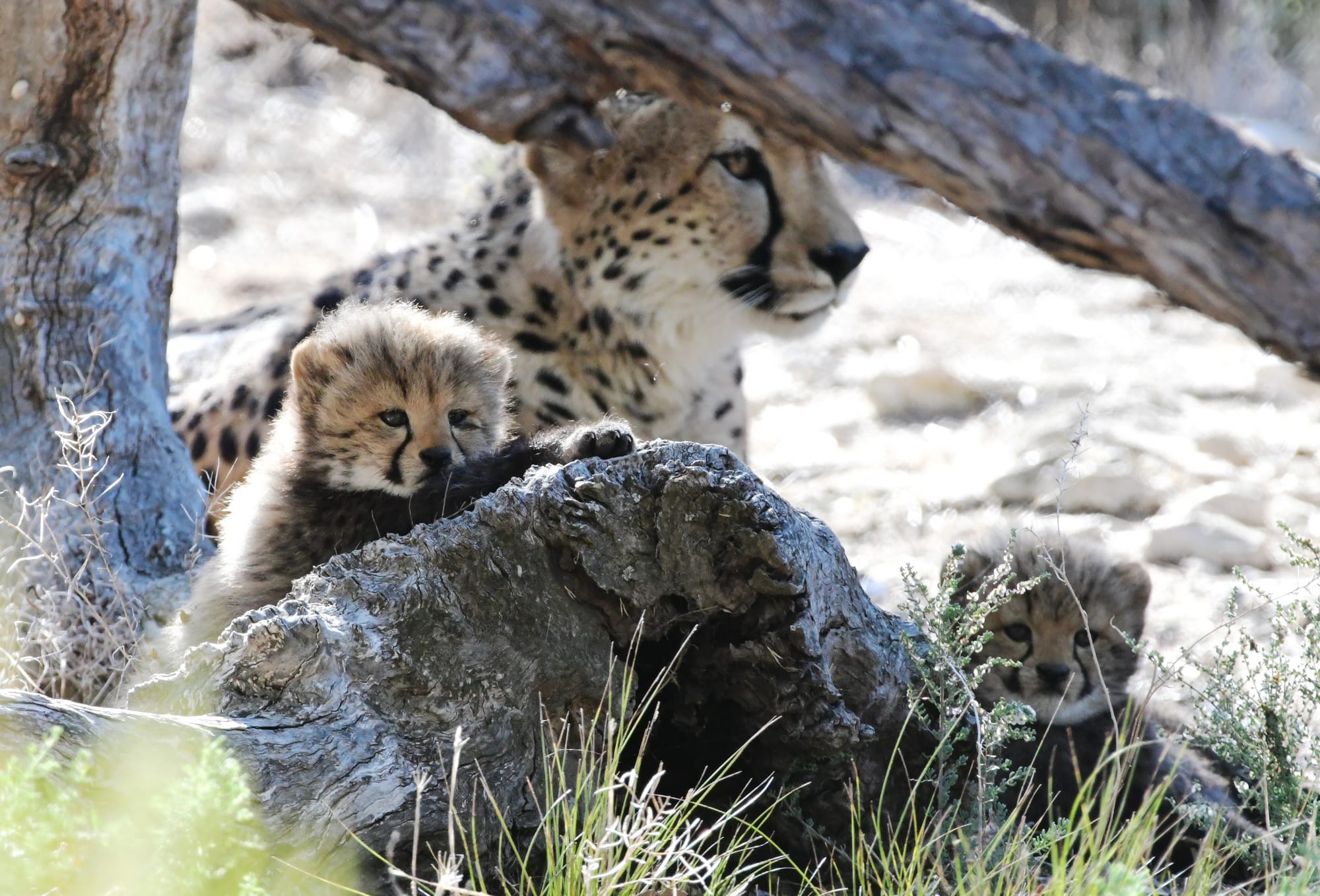 Monarto’s cheetah cubs recently spotted exploring the wild