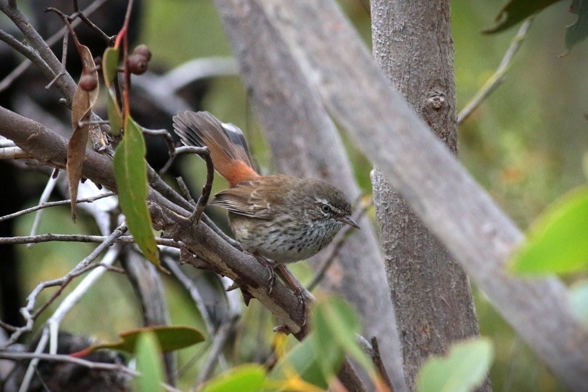 Fleurieu marks Biodiversity Month