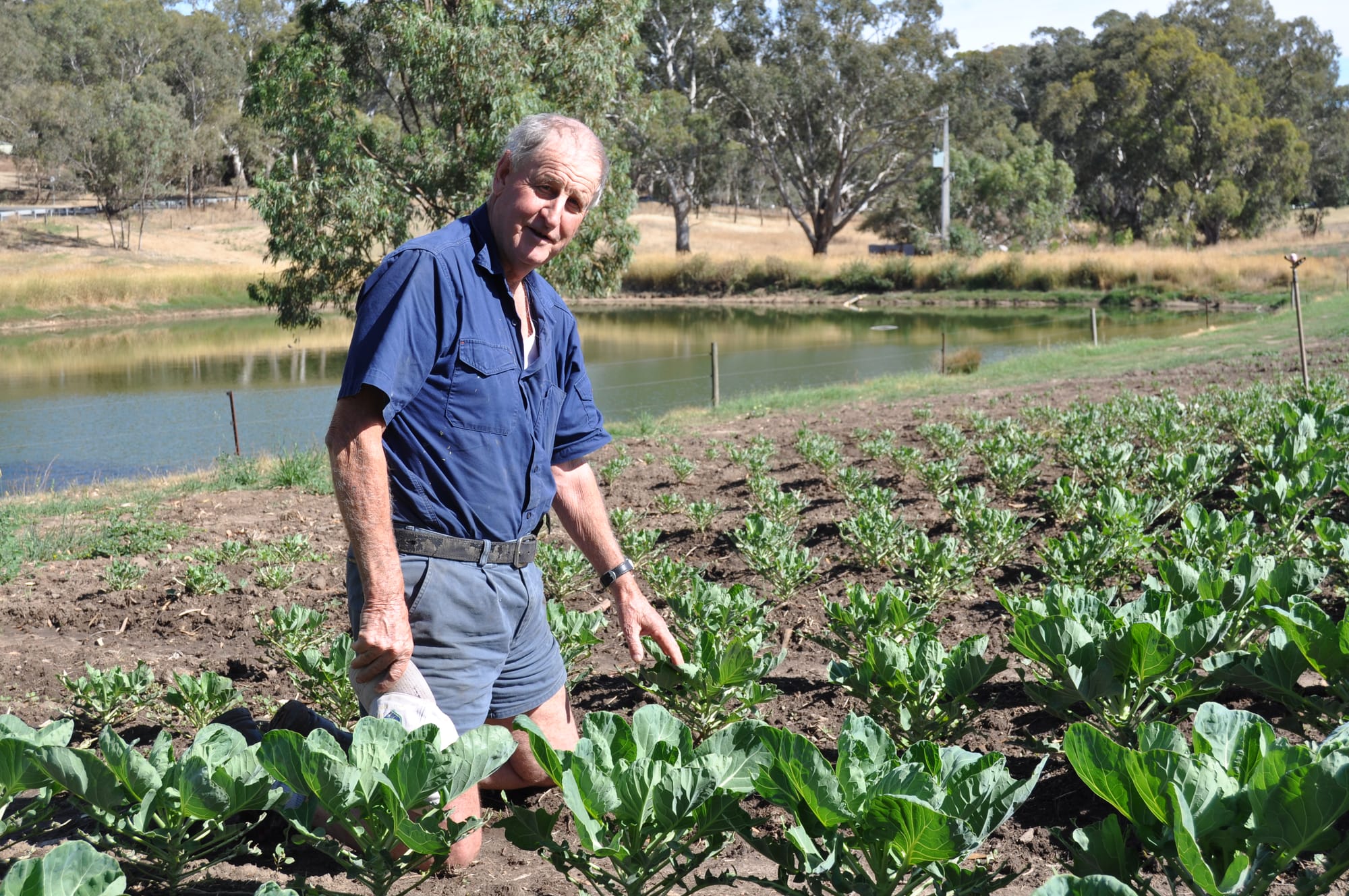 Ducks causing issues for Hills sprout farmer
