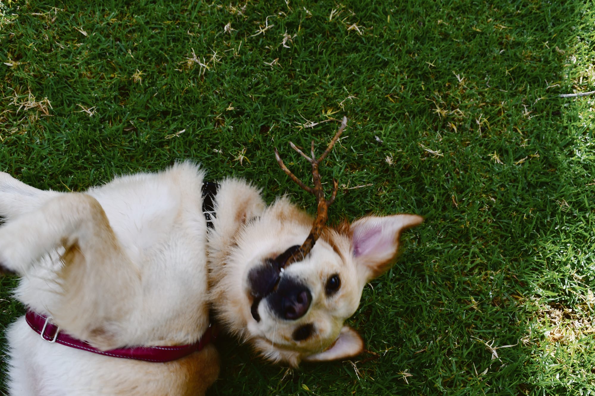 Council throws Alexandrina dog owners a bone