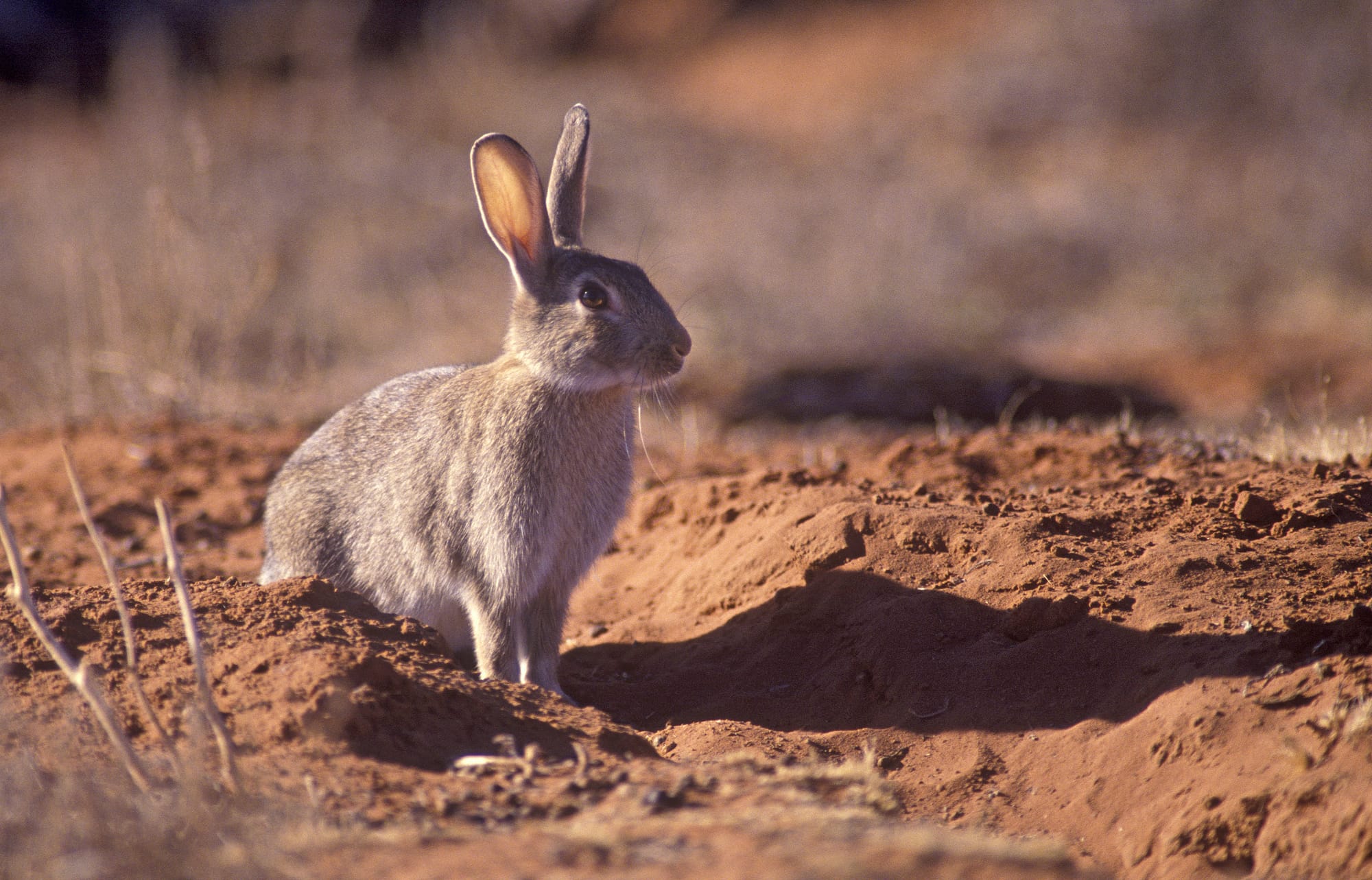 Treated carrots to tackle rabbit control across Hills/Fleurieu