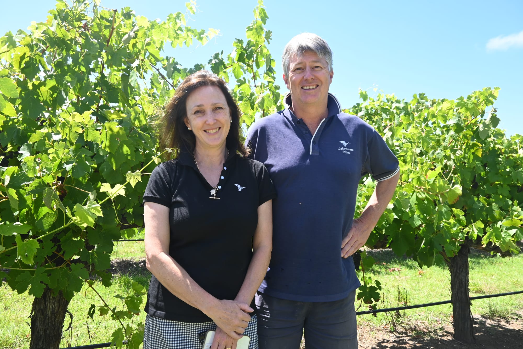 Langhorne Creek grape growers hopeful for good vintage season