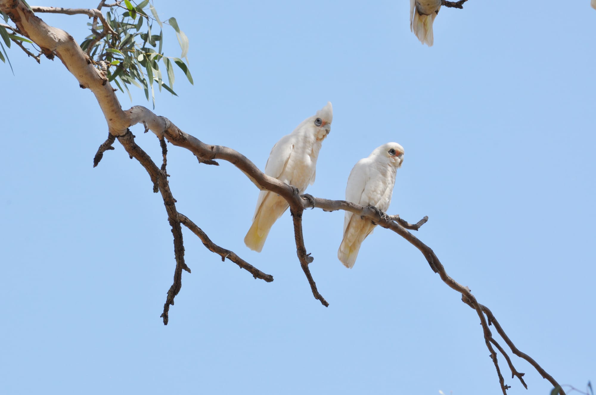 Community calls for action after corellas destroy cricket pitches