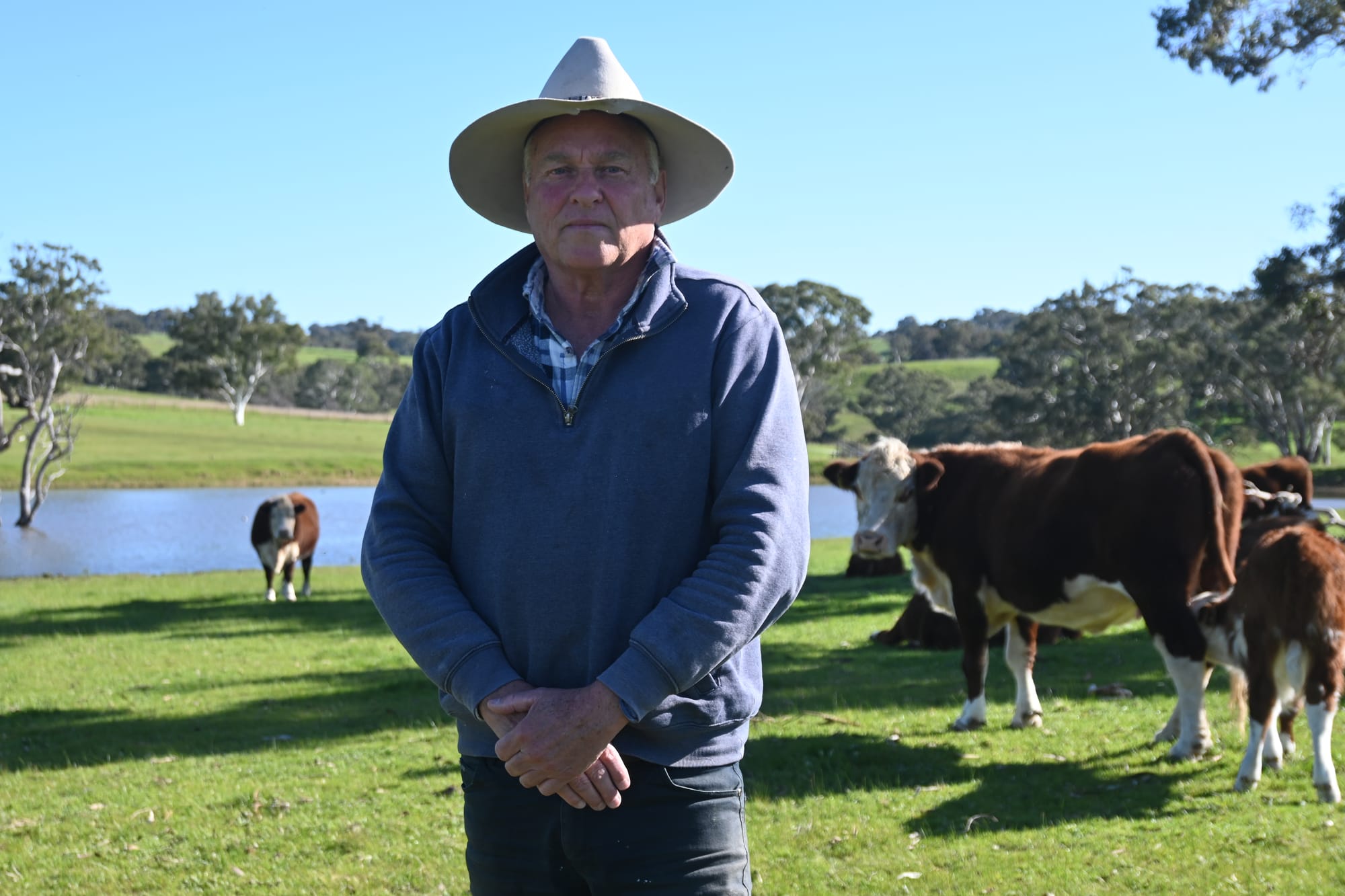 Price of cattle dramatically falls, impacting Fleurieu farmers