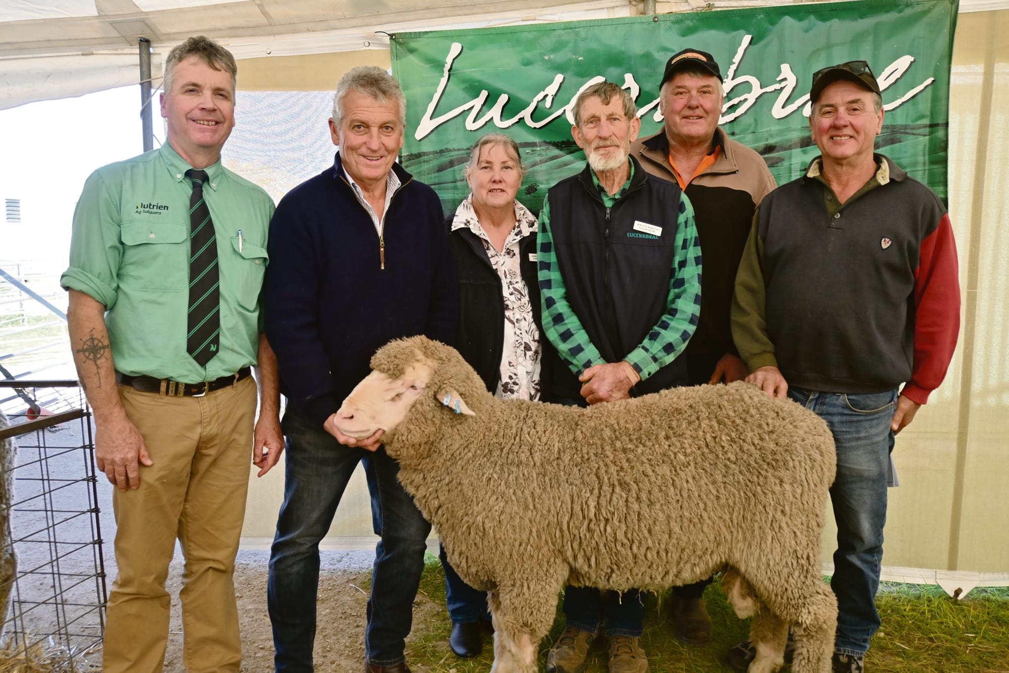 Top rams on offer in auction
