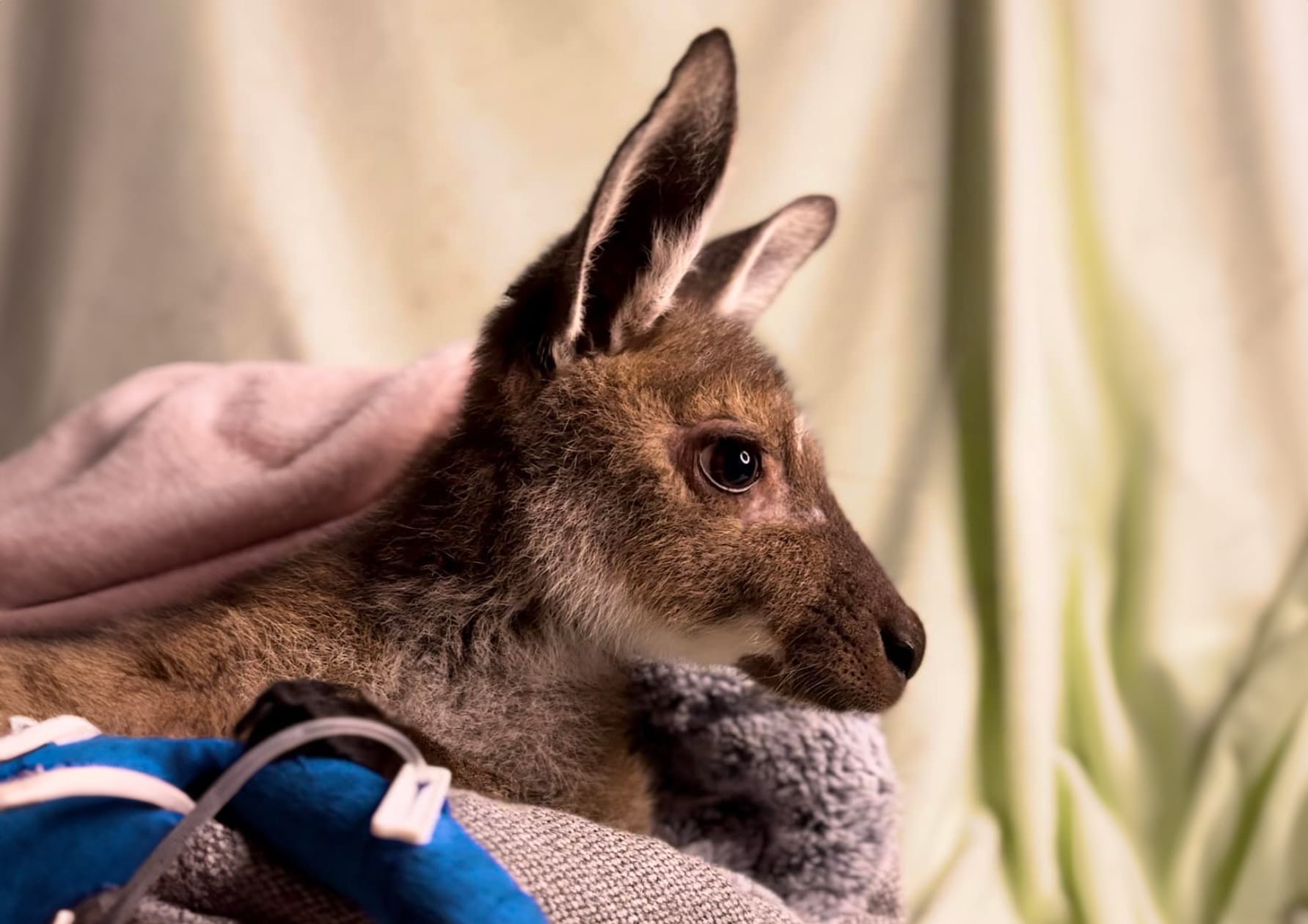 Suspected kangaroo poisonings
