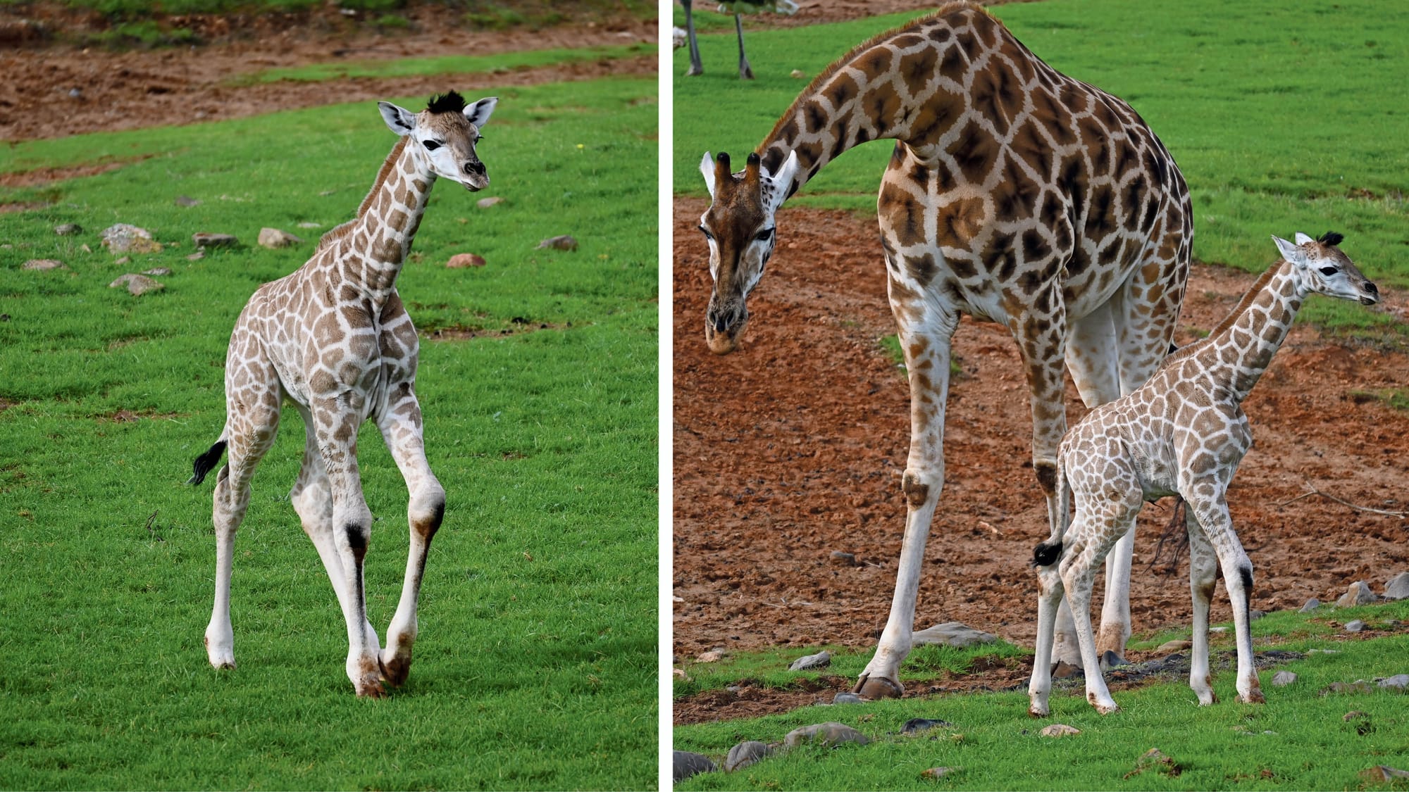 Monarto Safari Park’s newest giraffe spotted, name revealed