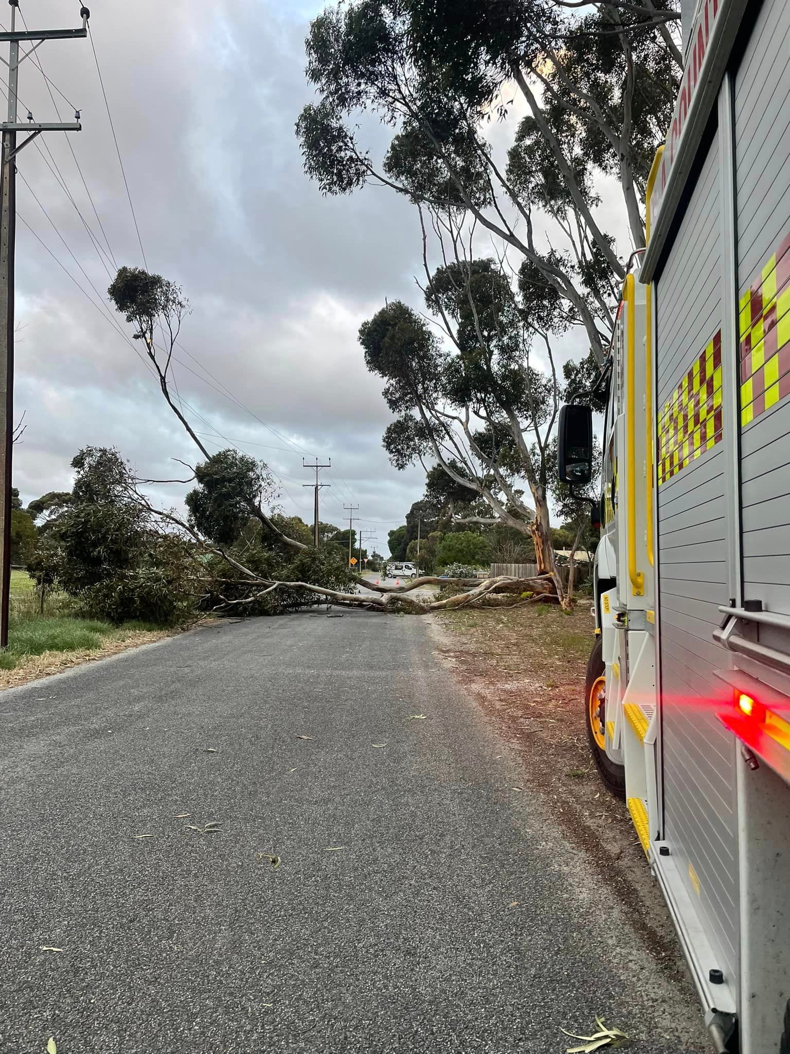 Trees down over Christmas