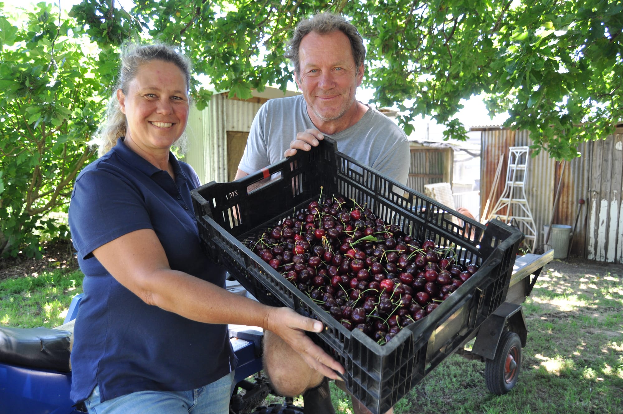 Christmas on cherry farm