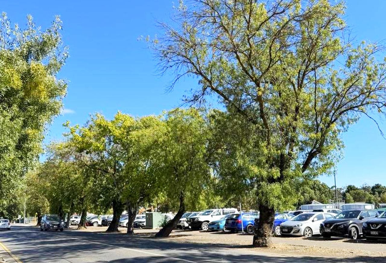 Community outcry over removal of Mount Barker hospital trees