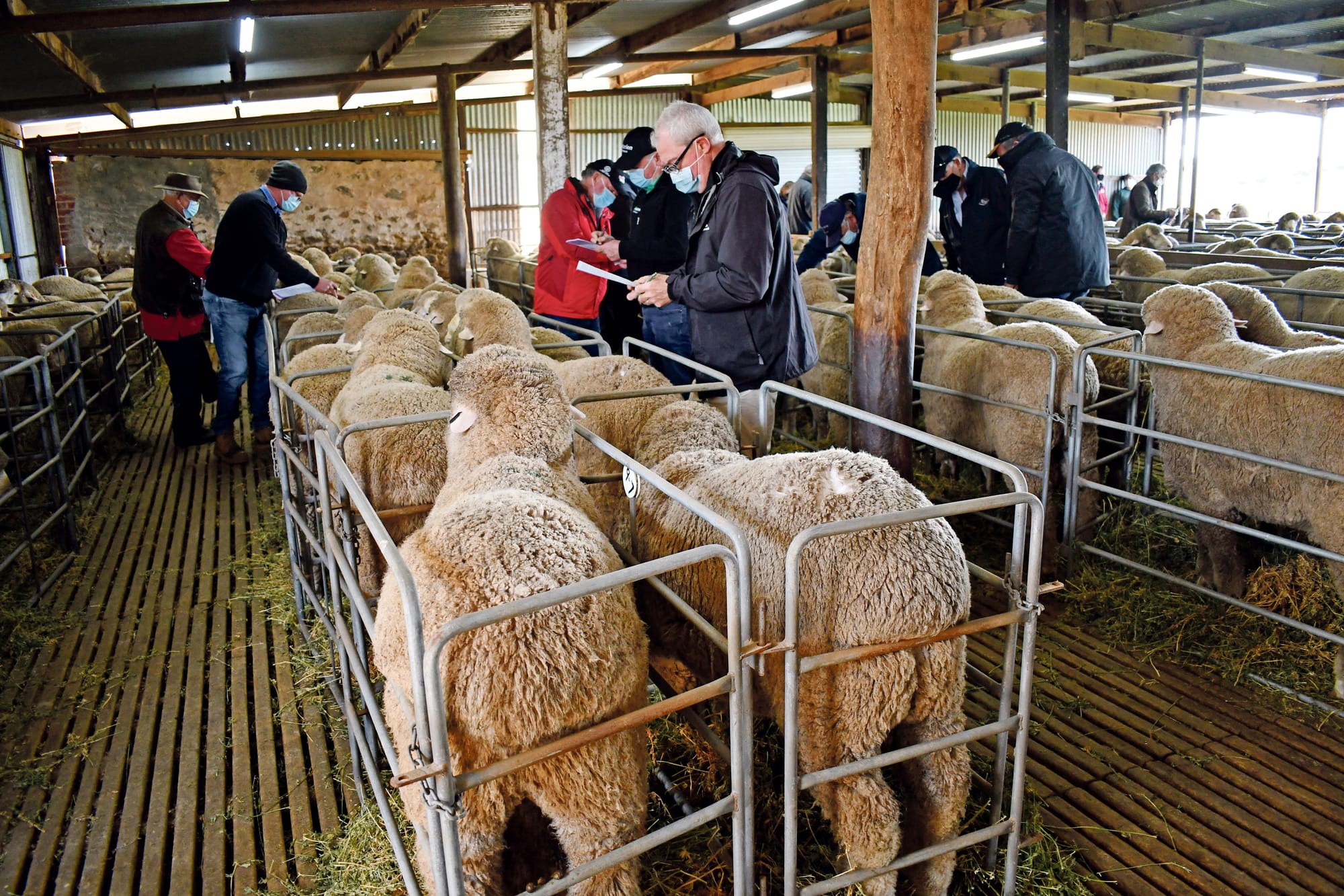 Dalveen’s Poll Merino Woodchester Ram Sale to raise the baa