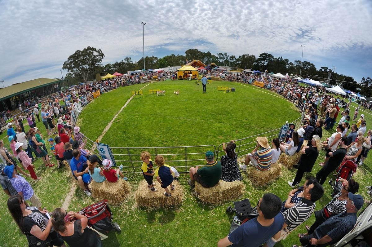 UDDER EXCITEMENT: Meadows prepares for weekend country fair