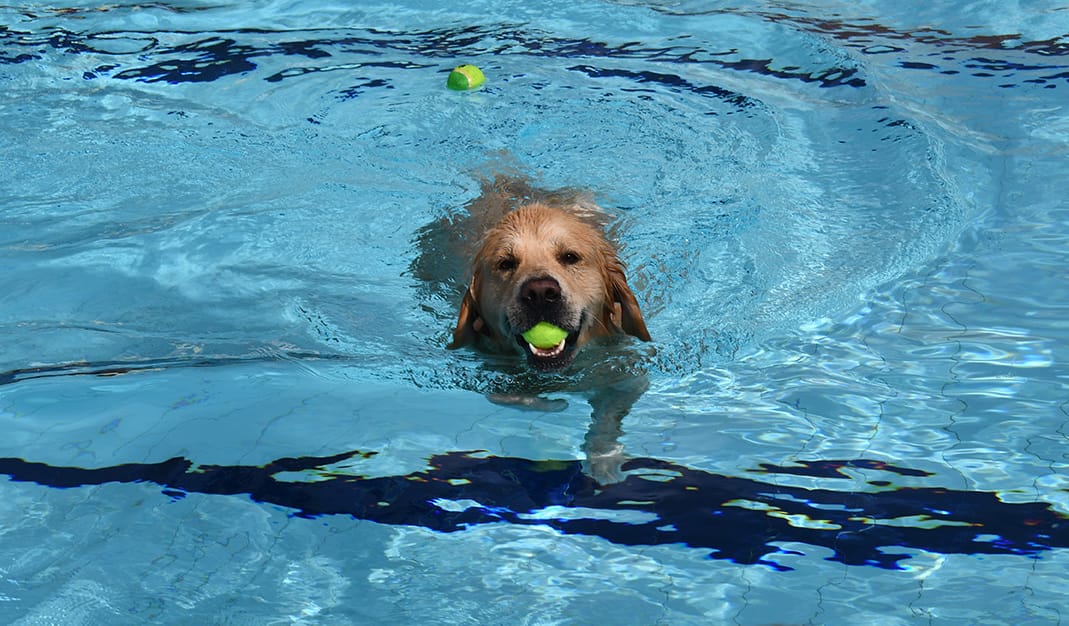 HAVING A BALL: Hounds takeover Strathalbyn Community Swimming Pool