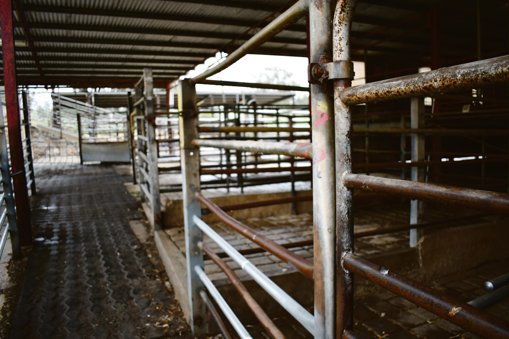 Strathalbyn Abattoir in jeopardy amid Co-op’s voluntary administration