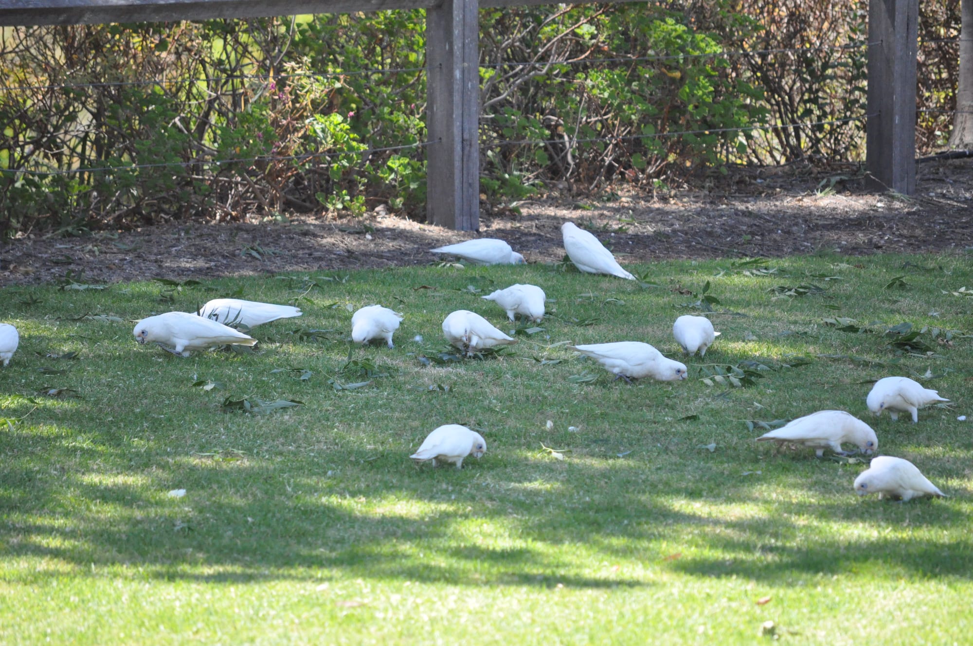 Plea for State Government help to target Little Corellas