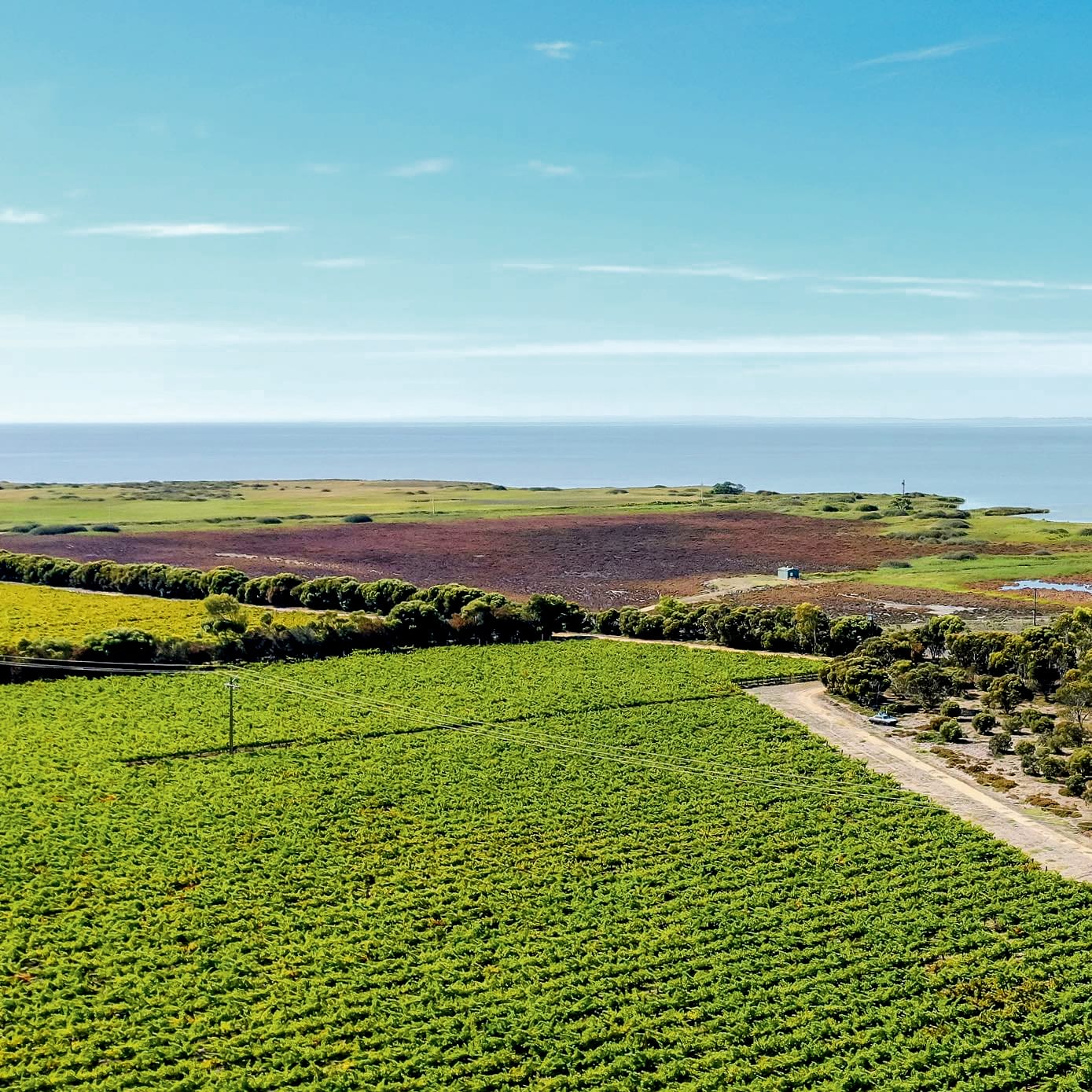 A grape opportunity for local students
