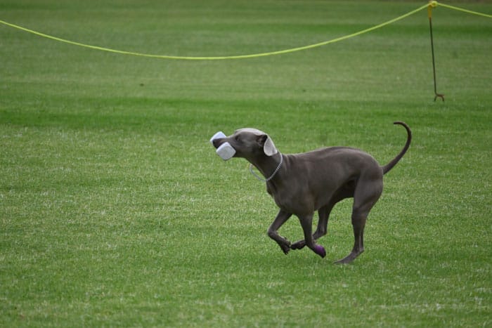 BOW WOW: Weimaraners scamper to Milang for Nationals competition