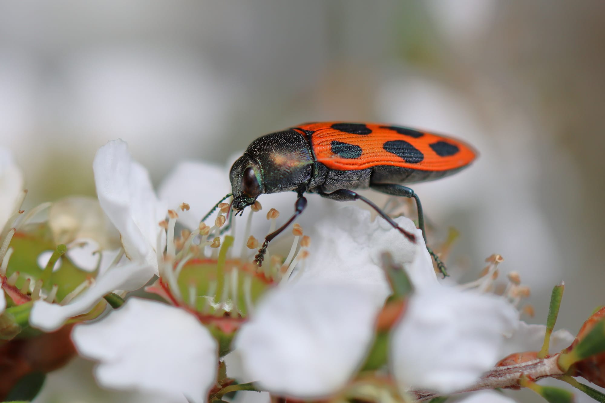 BUZZ KILL: Insect decline worse than predicted