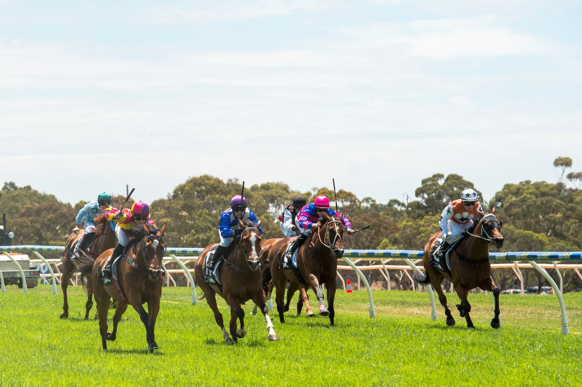 Bordertown-trained horse ‘storms’ to victory at Strathalbyn Cup