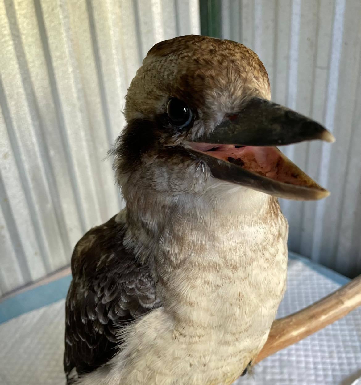 Kookaburras supported by Goolwa’s Wildlife Welfare Org SA, believed to know each other