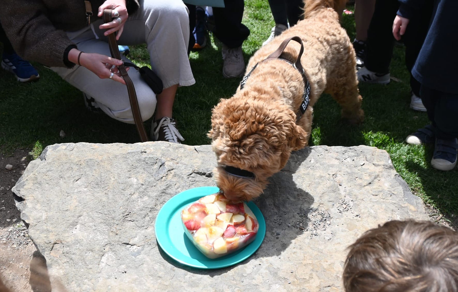 Paw-ty time for Barkley