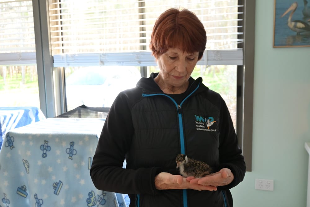 Goolwa wildlife centre pleads for Alexandrina Council support post image