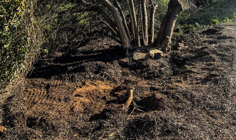 Tree bones found at Strathalbyn post image