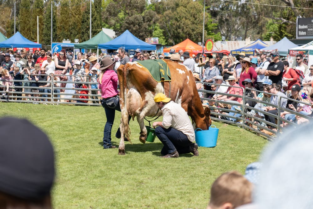UDDER SUCCESS: Meadows Fair sees 10,000 crowd post image