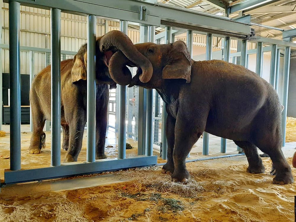 Second elephant arrives at Monarto Zoo post image