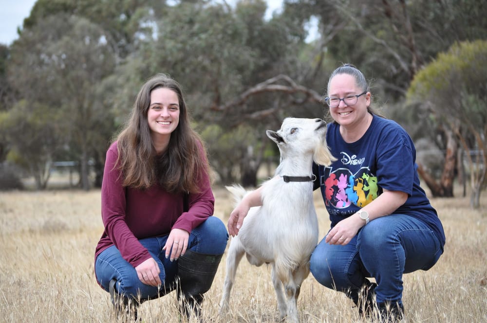 Baaa-utiful little friends post image