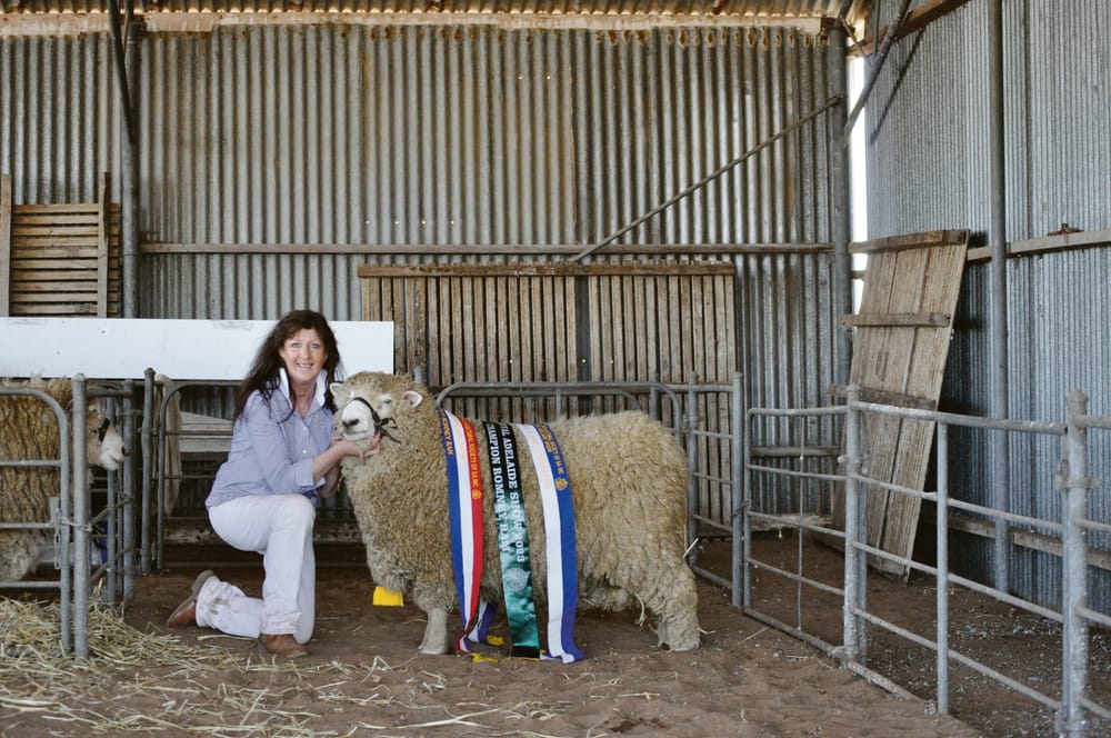 Woolly good Show results for Romney breeder post image